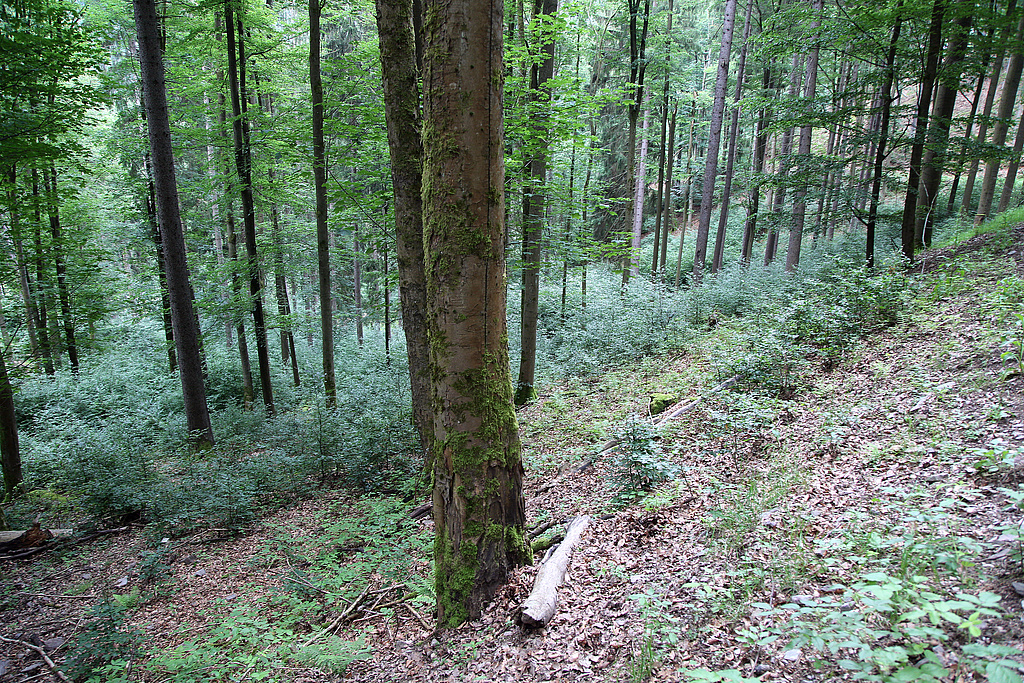 NSG 125, Zwiebelzahnwurz-Buchenwald (montane Form des Waldmeister-Buchenwaldes) mit Berg-Ahorn unterhalb des Mittelhangweges auf der Ostseite des Kleinen Förstes im NSG „Kleiner Först“ (Landkreis Sonneberg). Die beigemischte Fichte ist nach Borkenkäferbefall 2020–2022 entfernt worden. (Foto: Holm Wenzel 21.06.2019)
