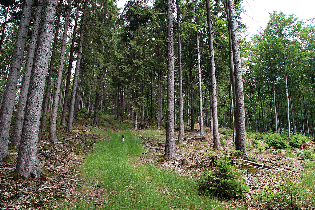 NSG 125, Blick von Südsüdost zum Gipfel des Kleinen Förstes (616 m ü. NHN) im NSG „Kleiner Först“ (Landkreis Sonneberg). Rechts (östlich) des Weges: Aus der forstlichen Nutzung genommener Hainsimsen-Buchenwald. Die Fichte beidseitig des Weges ist nach Borkenkäferbefall 2020–2022 entfernt worden. (Foto: Holm Wenzel 21.06.2019)