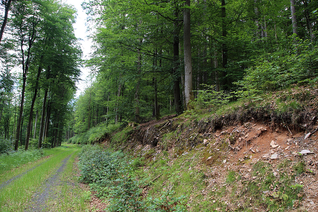 NSG 125, Oberhangweg mit Blick von Norden auf der Ostseite des Kleinen Förstes im NSG „Kleiner Först“ (Landkreis Sonneberg) durch aus der forstlichen Nutzung genommenen Hainsimsen-Buchenwald (rechts) und Zwiebelzahnwurz-Buchenwald (montane Form des Waldmeister-Buchenwaldes, links). (Foto: Holm Wenzel 21.06.2019)