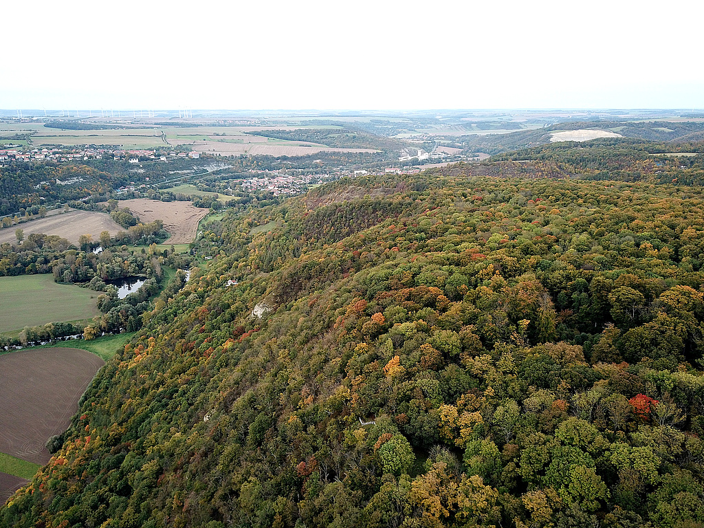NSG 147, Blick von Süden auf den nördlichen Teil des Steilhanges zur Saale mit Felsköpfen und dem östlich anschließenden Muschelkalkplateau der Hohen Lehde im Nordwesten des NSG „Hohe Lehde“ (Saale-Holzland-Kreis) sowie auf das Saaletal Richtung Dorndorf-Steudnitz (Bildmitte). Bildmitte links: Saale mit Altarm im Bereich „Untere Sulze“, dahinter links oben: Dornburg mit den Dornburger Schlössern. (Foto: Holm Wenzel, 17.10.2021)