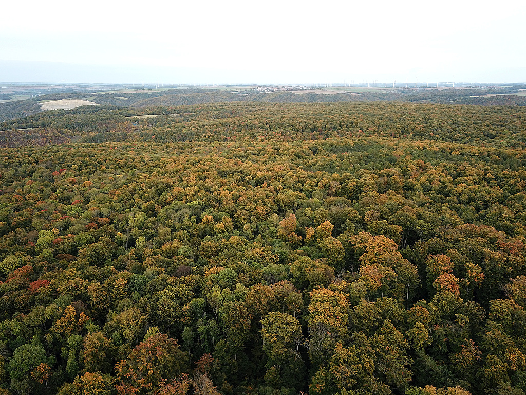 NSG 147, Blick von Südwesten auf den zentralen und nordöstlichen Teil des Muschelkalkplateaus der Hohen Lehde im NSG „Hohe Lehde“ (vordere Bildhälfte, Saale-Holzland-Kreis). Hinten links: Kalksteinbruch Steudnitz, in der Bildmitte ganz hinten: Frauenprießnitz. (Foto: Holm Wenzel, 17.10.2021)