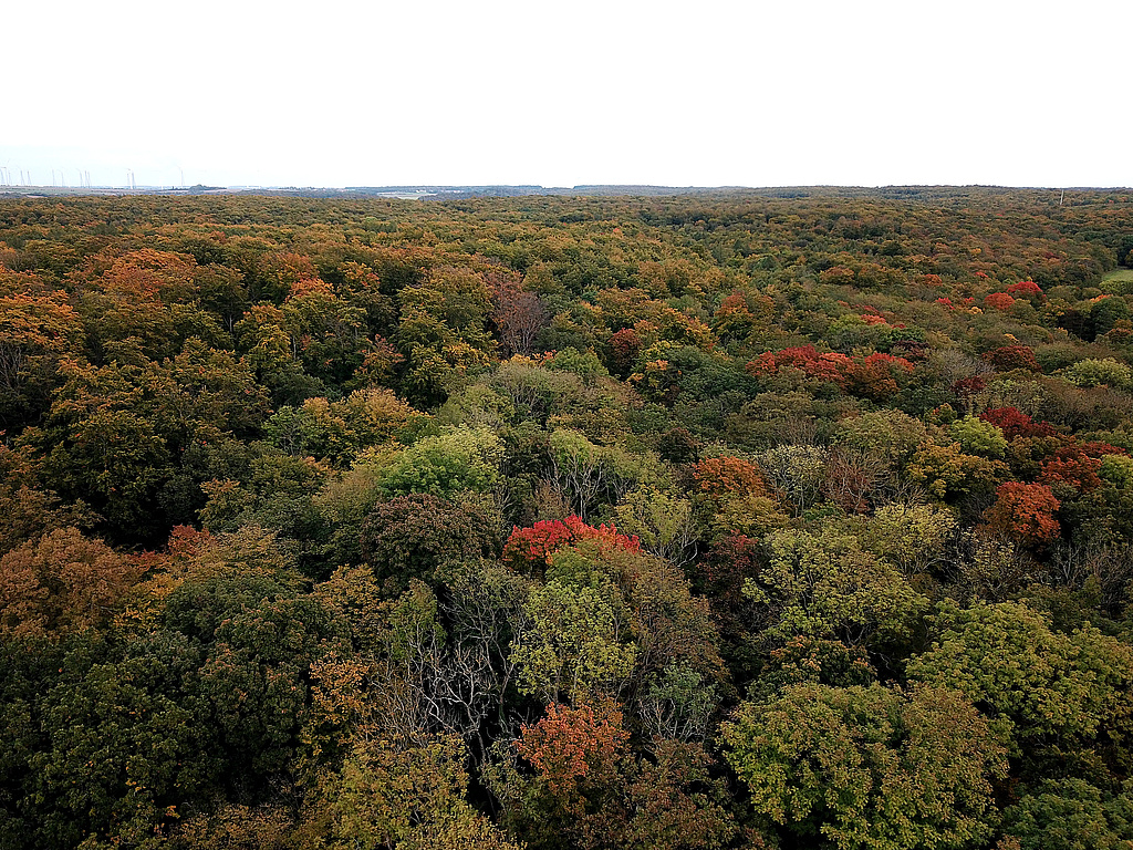 NSG 147, (baum)artenreicher Laubmischwald im Südteil des NSG „Hohe Lehde“ (Saale-Holzland-Kreis). (Foto: Holm Wenzel, 17.10.2021)
