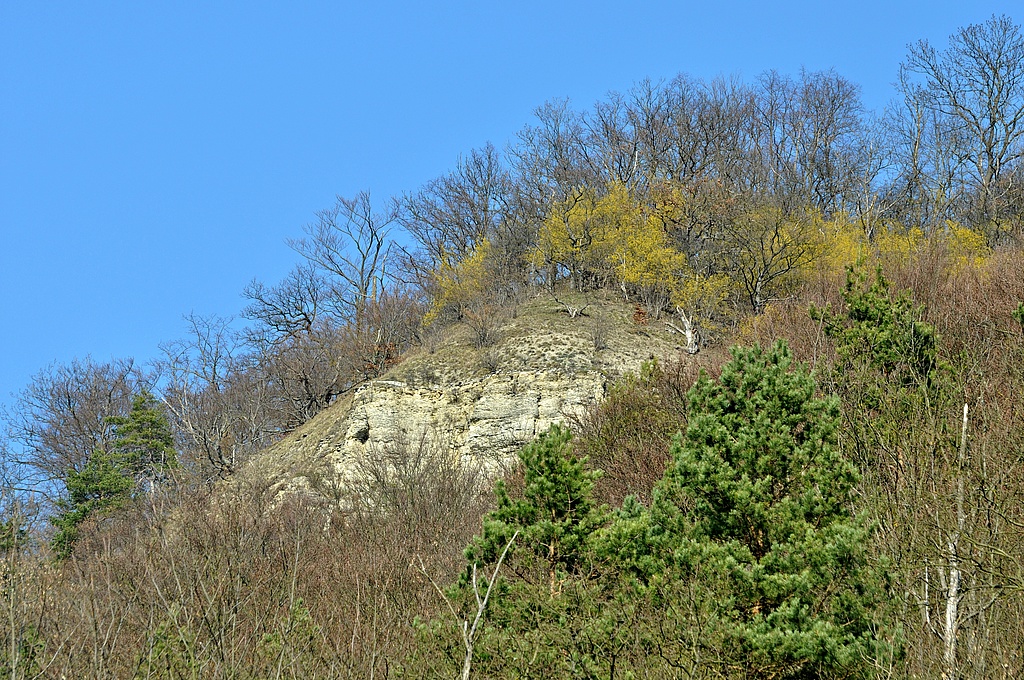 NSG 147, Felskopf der morphologisch widerstandsfähigen Oolith- und Terebratelbänke des Unteren Muschelkalks im standörtlich bedingten natürlichen Grenzbereich zwischen Wald und extrazonalen Trockenrasen und Felsfluren am westlichen Steilhang zur Saale-Aue mit blühender Kornelkirsche Cornus mas. (Foto: Andreas Lux, 27.03.2011)