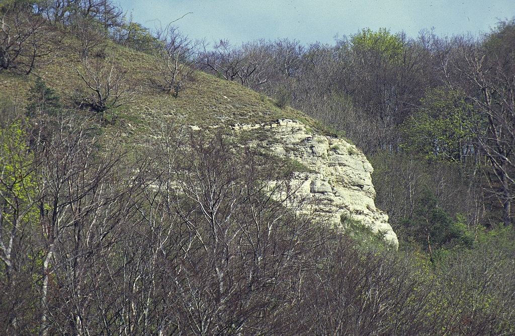 NSG 147, Felskopf der morphologisch widerstandsfähigen Oolith- und Terebratelbänke des Unteren Muschelkalks im standörtlich bedingten natürlichen Grenzbereich zwischen Wald und extrazonalen Trockenrasen und Felsfluren am westlichen Steilhang zur Saale-Aue. (Foto: Holm Wenzel, 1990er Jahre)