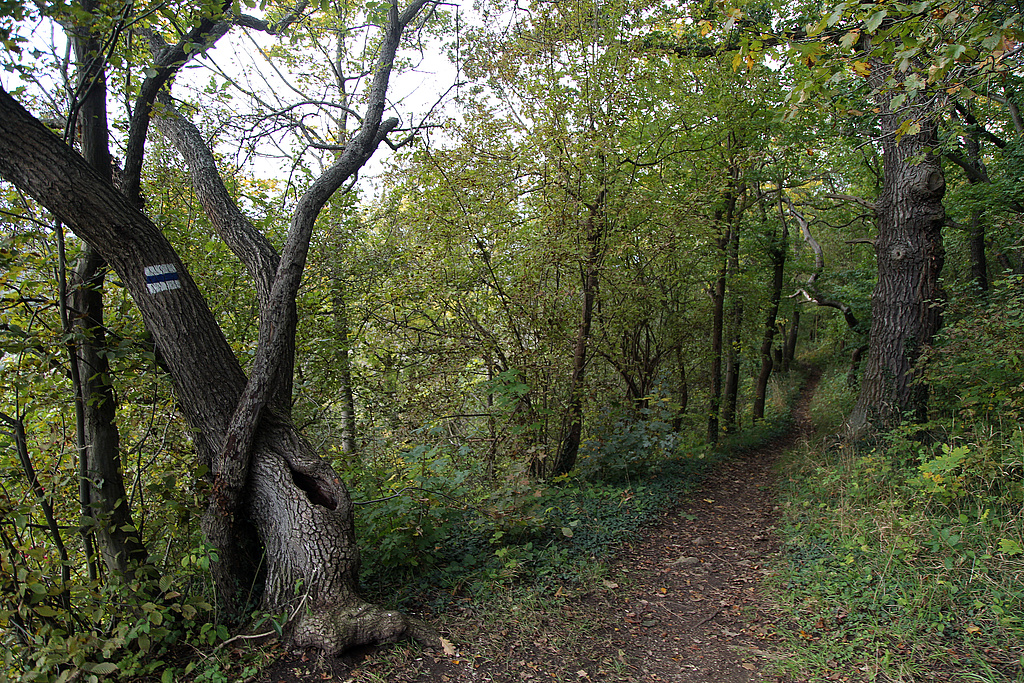 NSG 147, Wanderweg durch Steinsamen-Elsbeeren-Eichenwald entlang des westlichen Muschelkalkplateau-Randes der Hohen Lehde an der Kante zum Steilhang im NSG „Hohe Lehde“ (Saale-Holzland-Kreis). (Foto: Holm Wenzel, 17.10.2021)