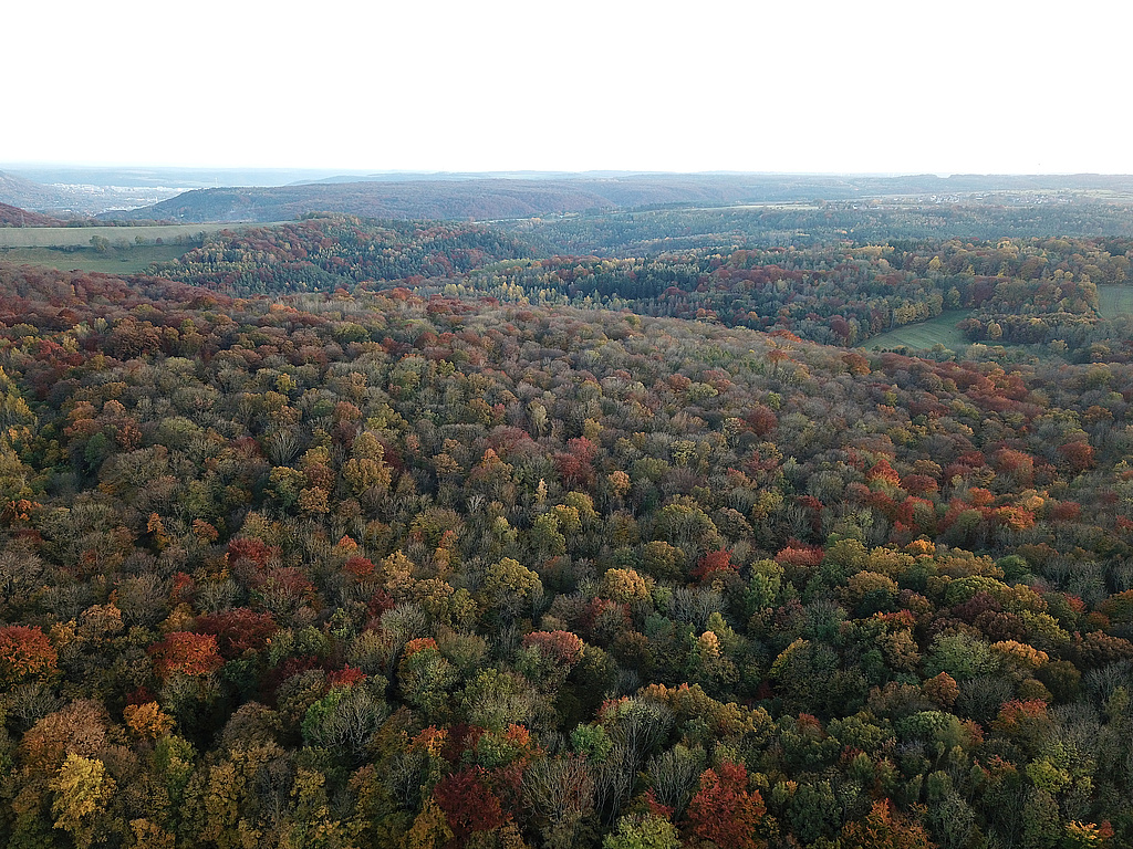 NSG 148, Blick von Norden auf zentralen und südwestlichen Teil des NSG „Isserstedter Holz“ mit dem seit 1961 bestehenden NSG-Teil, rechts/westlich begrenzt durch den Hörtelgraben nahe Isserstedt, dahinter in der Bildmitte: Isserstedter Grund/Mühltal, die das NSG im Süden begrenzen. Links im Hintergrund im Saaletal: Jena. (Foto: Holm Wenzel, 29.10.2021)