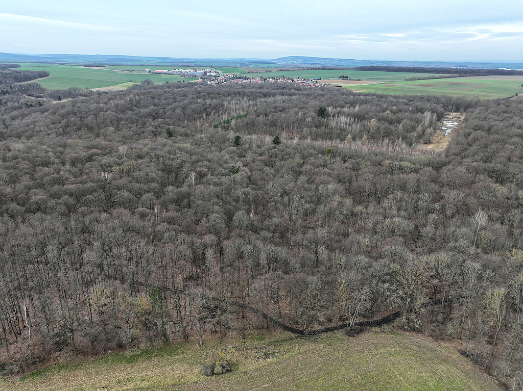 NSG 148, Blick von Ostsüdost auf das NSG „Isserstedter Holz“ und dahinter Isserstedt (Stadt Jena) mit dem 1997 erweiterten Teil des NSG in der gesamten vorderen und rechten Bildhälfte (mit dem ehemaligen Munitionslager – nahezu quadratischer Bereich mit Sicherheitsstreifen, von dem zwei Seiten offengehalten werden und in dem mehrere Kleingewässer im Rahmen von Kompensationsmaßnahmen für den Autobahnausbau angelegt wurden). Linker hinterer Waldteil: seit 1961 bestehenden NSG-Teil nordwestlich des Mörtelgrabens. (Foto: Holm Wenzel, 18.02.2024)