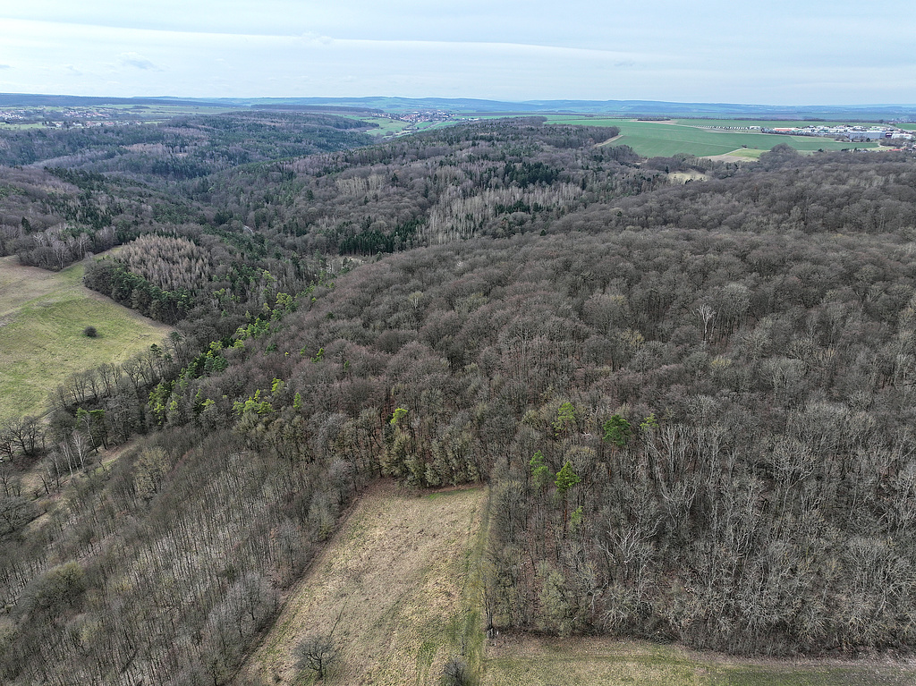 NSG 148, Blick von Ostnordost auf den Süden des NSG „Isserstedter Holz“. Links: Ziskauer Tal, das in der Bildmitte in den Isserstedter Grund bzw. das Mühltal mündet, rechts hinten: Isserstedt (Stadt Jena). (Foto: Holm Wenzel, 18.02.2024)