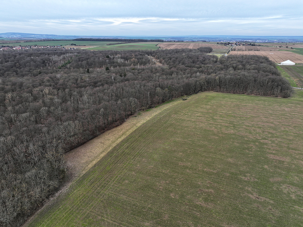 NSG 148, Blick von Südosten auf den Osten und Nordosten des NSG „Isserstedter Holz“. Links hinten: Isserstedt (Stadt Jena), dahinter der Ettersberg bei Weimar, rechts hinten: Vierzehnheiligen, dahinter Apolda. (Foto: Holm Wenzel, 18.02.2024)