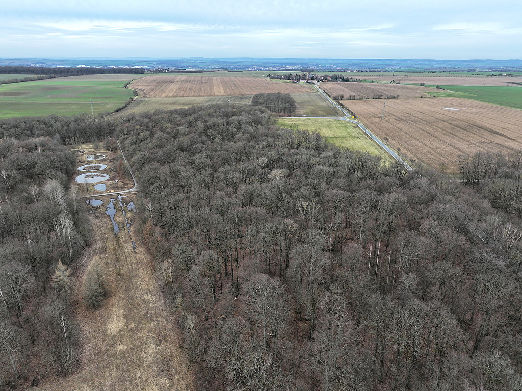 NSG 148, Blick von Südosten auf den Norden des NSG „Isserstedter Holz“ (Stadt Jena) mit einem Teil des offen gehaltenen Sicherheitsstreifens des ehemaligen Munitionslagers (mit mehreren Kleingewässern im Rahmen von Kompensationsmaßnahmen für den Autobahnausbau). Halbrechts hinten: Vierzehnheiligen, dahinter Apolda. (Foto: Holm Wenzel, 18.02.2024)