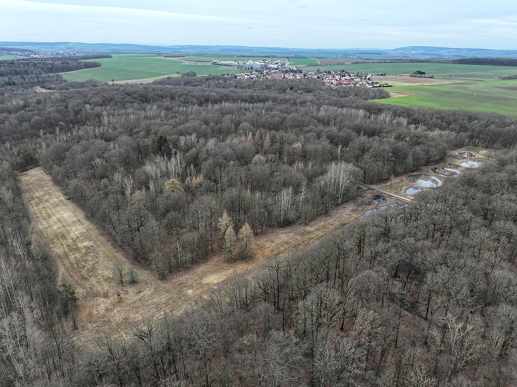 NSG 148, Blick von Südosten auf das ehemalige Munitionslager – ein nahezu quadratischer Bereich mit Sicherheitsstreifen, von dem zwei Seiten offengehalten werden und in dem mehrere Kleingewässer im Rahmen von Kompensationsmaßnahmen für den Autobahnausbau angelegt wurden – im Norden des NSG „Isserstedter Holz“ (Stadt Jena). Dahinter: Isserstedt (Stadt Jena), ganz hinten rechts: der Ettersberg bei Weimar. (Foto: Holm Wenzel, 18.02.2024)