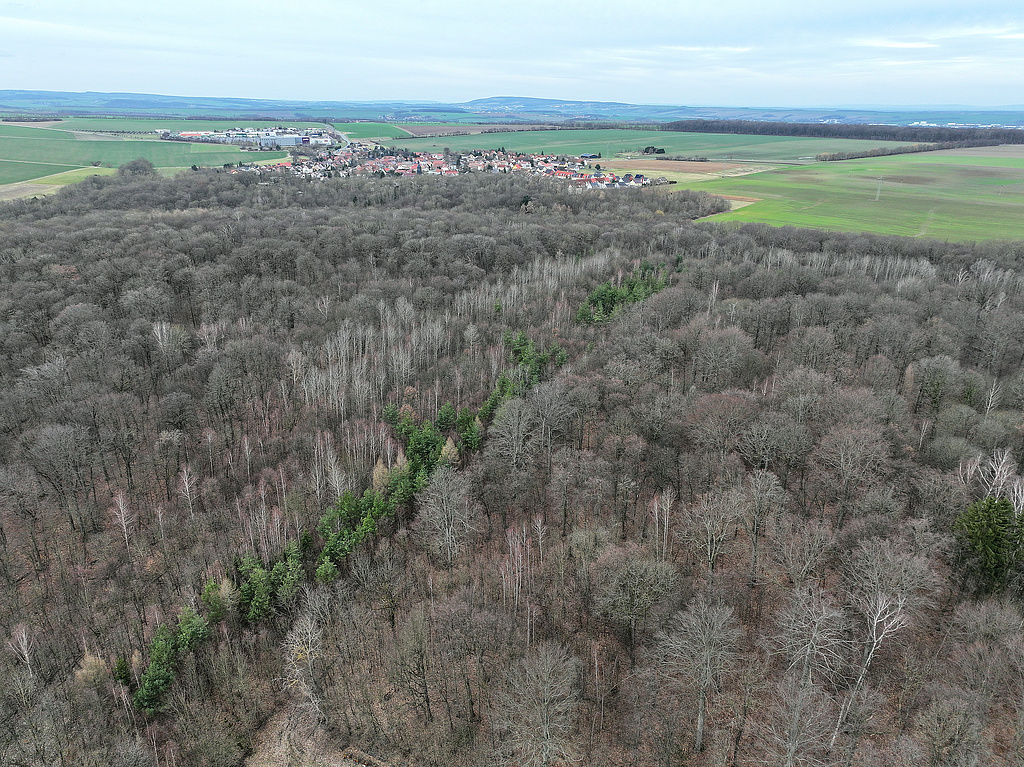NSG 148, Blick von Osten über das ehemalige Munitionslager – hier mit zugewachsenem Sicherheitsstreifen – auf den Ostteil des NSG „Isserstedter Holz“ (Stadt Jena) mit dem seit 1961 bestehenden NSG-Teil und einer Erweiterung (hinter dem Hörtelgraben) bis Isserstedt (hinten), ganz hinten: der Ettersberg bei Weimar. (Foto: Holm Wenzel, 18.02.2024)