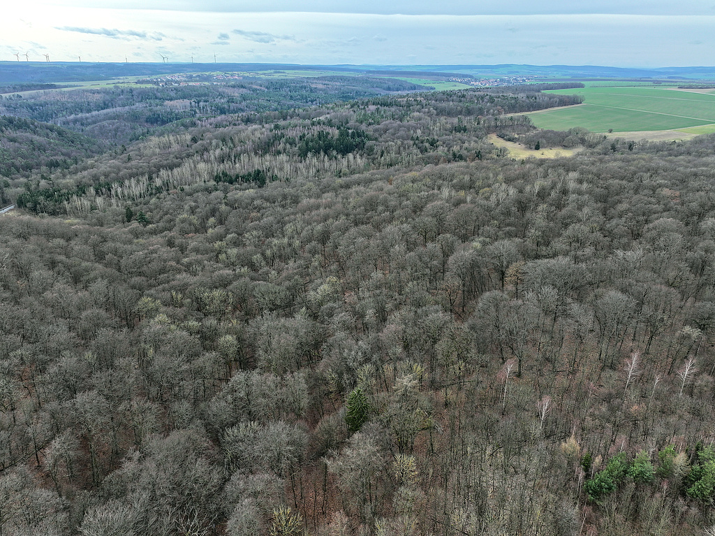 NSG 148, Blick von Nordnordost auf den Mörtelgraben (links, in den Isserstedter Grund bzw. das Mühltal mündend). Rechts davon: seit 1961 bestehender NSG-Teil im Westteil des NSG „Isserstedter Holz“ (Stadt Jena). (Foto: Holm Wenzel, 18.02.2024)