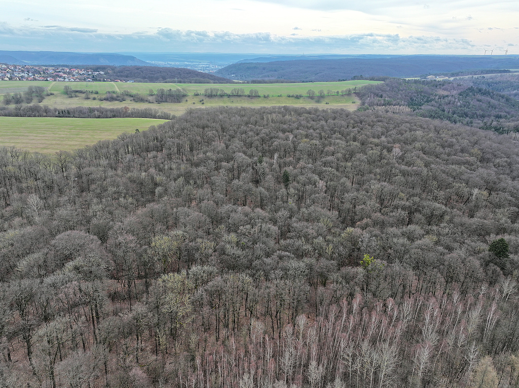 NSG 148, Blick von Nordwesten auf den südöstlichen Teil des NSG „Isserstedter Holz“ (Stadt Jena) im 1997 erweiterten Teil des NSG. Links hinten: Cospeda, ganz hinten im Saaletal: Jena. (Foto: Holm Wenzel, 18.02.2024)