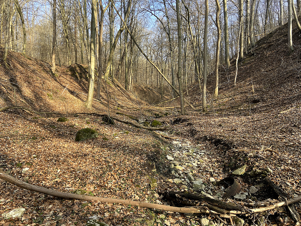 NSG 148, Erosionstälchen nahe Isserstedt im Westen des NSG „Isserstedter Holz“ (Stadt Jena) mit dem nur temporär wasserführenden Hörtelgraben und Eschen-Ahorn-Schlucht- und Schatthangwald. (Foto: Werner Westhus/Archiv TLUBN, 24.03.2021)