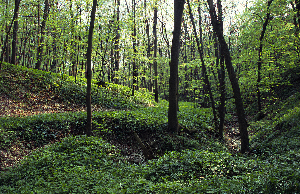 NSG 148, Erosionstälchen im östlichen Teil des NSG „Isserstedter Holz“ (Stadt Jena) mit dem nur temporär wasserführenden Mörtelgraben und Eschen-Ahorn-Schlucht- und Schatthangwald. (Foto: Holm Wenzel, 01.05.1999)