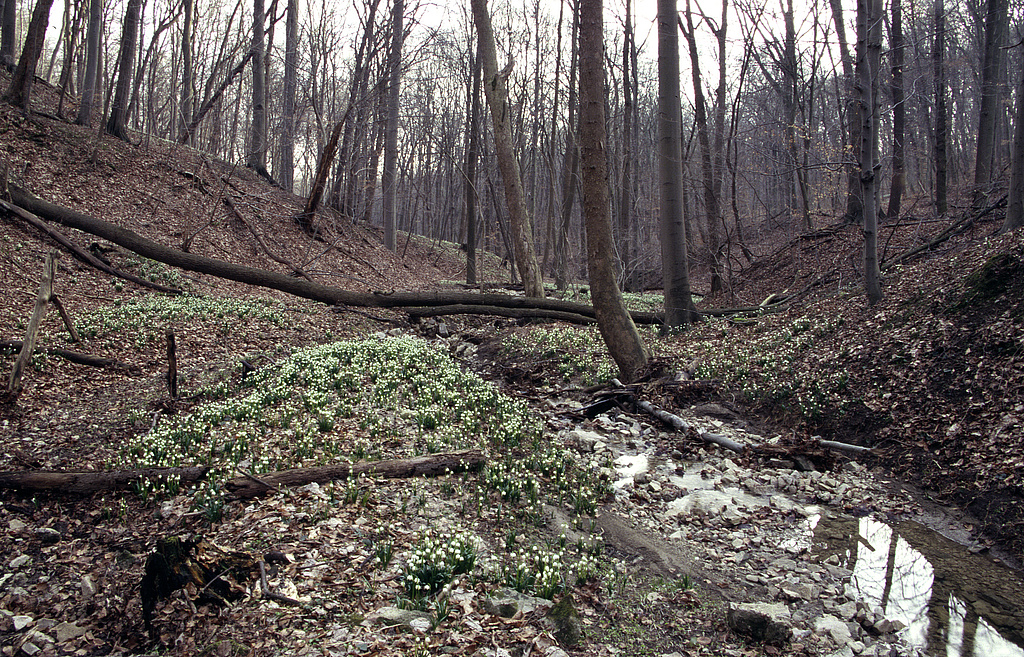 NSG 148, Erosionstälchen im östlichen Teil des NSG „Isserstedter Holz“ (Stadt Jena) mit dem nur temporär wasserführenden Mörtelgraben, Eschen-Ahorn-Schlucht- und Schatthangwald und Märzenbecher-Aspekt. (Foto: Holm Wenzel, 22.03.2005)