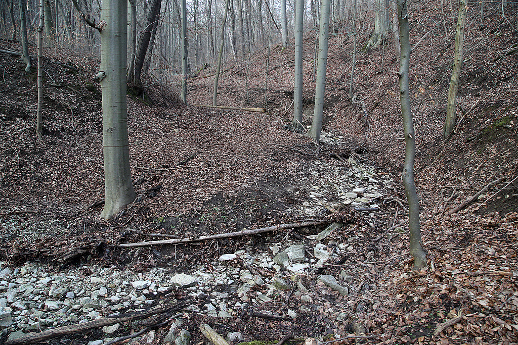 NSG 148, Erosionstälchen im östlichen Teil des NSG „Isserstedter Holz“ (Stadt Jena) mit dem nur temporär wasserführenden Mörtelgraben. (Foto: Holm Wenzel, 07.03.2021)