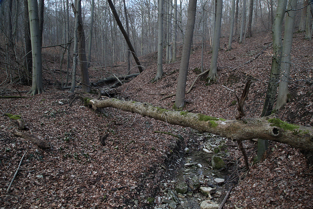 NSG 148, Erosionstälchen im östlichen Teil des NSG „Isserstedter Holz“ (Stadt Jena) mit dem nur temporär wasserführenden Mörtelgraben. (Foto: Holm Wenzel, 07.03.2021)