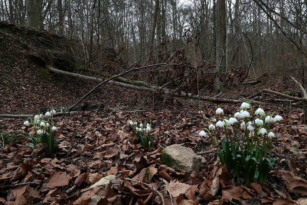 NSG 148, Erosionstälchen im östlichen Teil des NSG „Isserstedter Holz“ (Stadt Jena) mit dem nur temporär wasserführenden Mörtelgraben mit Märzenbechern Leucojum vernum. (Foto: Holm Wenzel, 18.02.2024)