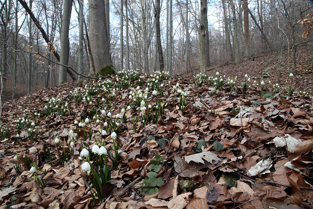 NSG 148, Märzenbecher Leucojum vernum oberhalb des Mörtelgrabens im östlichen Teil des NSG „Isserstedter Holz“ (Stadt Jena). (Foto: Holm Wenzel, 07.03.2021)