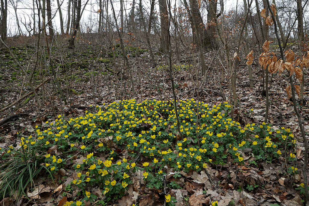 NSG 148, Hang im Ziskauer Tal ganz im Südosten des NSG „Isserstedter Holz“ (Stadt Jena) mit Winterlingen Eranthis hyemalis als eingebürgertem Neophyt hier im Laubmischwald mit Eiche, Edellaubholz und Buche. (Foto: Holm Wenzel, 18.02.2024)
