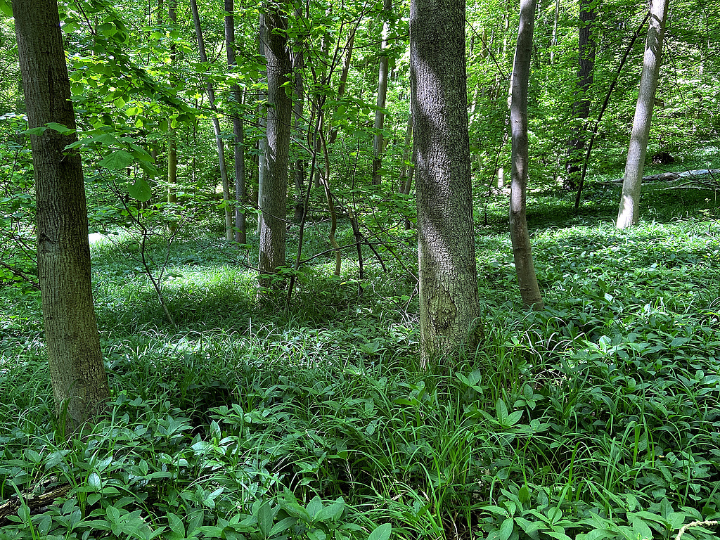 NSG 148, Labkraut-Eichen-Hainbuchen-Wald auf der Hochfläche im Zentrum des NSG „Isserstedter Holz“ (Stadt Jena). (Foto: Werner Westhus/Archiv TLUBN, 31.05.2021)
