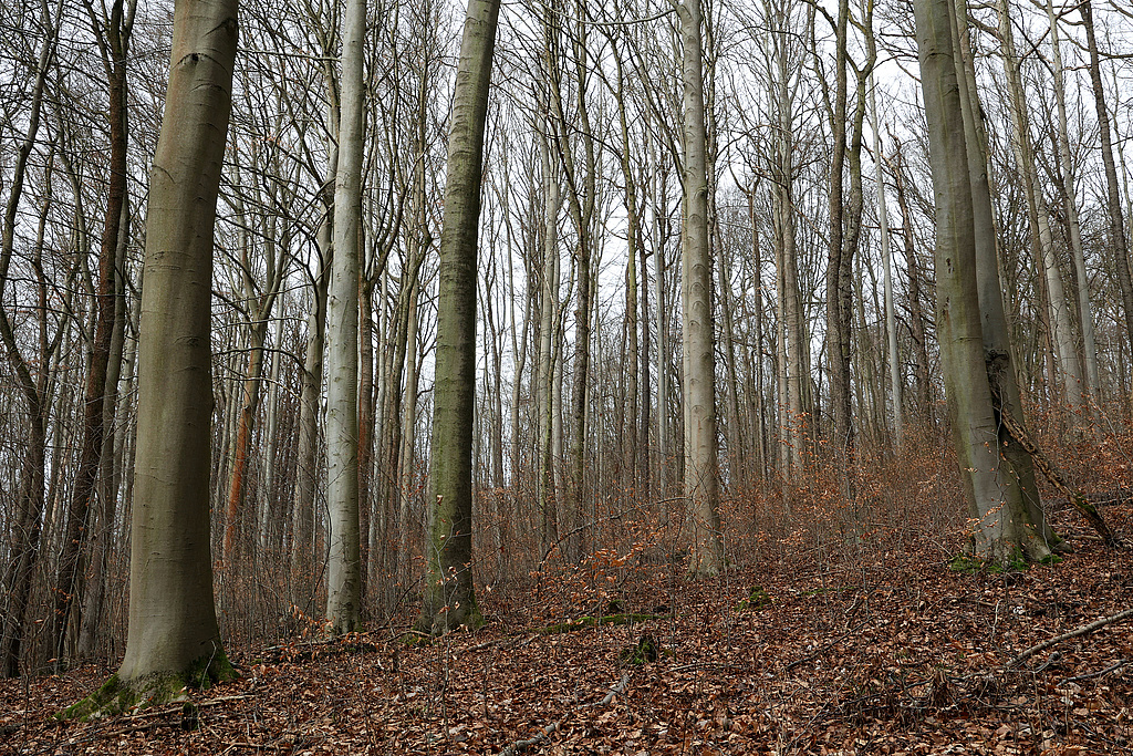 NSG 148, Waldmeister-Buchenwald am Nordhang des unteren Ziskauer Tals im Südosten des NSG „Isserstedter Holz“ (Stadt Jena). (Foto: Holm Wenzel, 18.02.2024)
