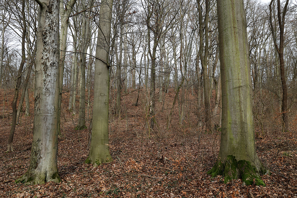 NSG 148, Waldmeister-Buchenwald am Nordhang des unteren Ziskauer Tals im Südosten des NSG „Isserstedter Holz“ (Stadt Jena). (Foto: Holm Wenzel, 18.02.2024)