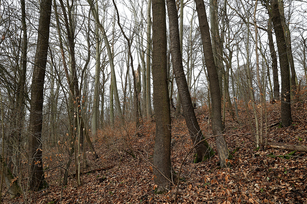 NSG 148, Waldmeister-Buchenwald, hier mit Trauben-Eiche, Wildkirsche (Vogelkirsche) und Elsbeere, am Nordhang des unteren Ziskauer Tals im Südosten des NSG „Isserstedter Holz“ (Stadt Jena). (Foto: Holm Wenzel, 18.02.2024)