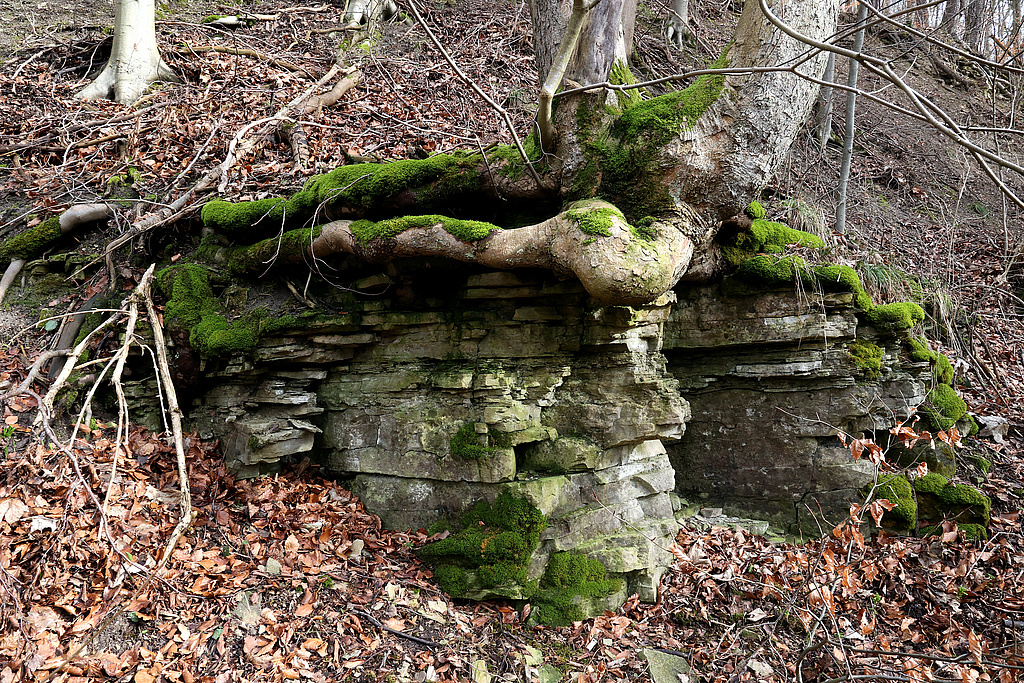 NSG 148, Berg-Ahorn auf Schaumkalkbank des Unteren Muschelkalks am Steilhang im untersten Teil des Ziskauer Tals im Südsüdosten des NSG „Isserstedter Holz“ (Stadt Jena). (Foto: Holm Wenzel, 18.02.2024)