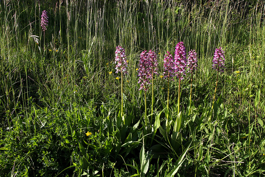 NSG 150, Bastard-Knabenkraut Orchis x hybrida (Kreuzung aus Purpur- und Helm-Knabenkraut) auf orchideenreichem Kalk-Halbtrockenrasen an südexponiertem Mittelhang des Jagdberges ostnordöstlich Leutra (kreisfreie Stadt Jena) im NSG „Leutratal und Cospoth“. (Foto: Holm Wenzel, 29.05.2021)