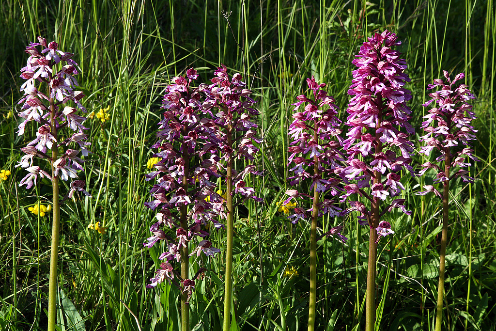 NSG 150, Bastard-Knabenkraut Orchis x hybrida (Kreuzung aus Purpur- und Helm-Knabenkraut) auf orchideenreichem Kalk-Halbtrockenrasen an südexponiertem Mittelhang des Jagdberges ostnordöstlich Leutra (kreisfreie Stadt Jena) im NSG „Leutratal und Cospoth“. (Foto: Holm Wenzel, 29.05.2021)