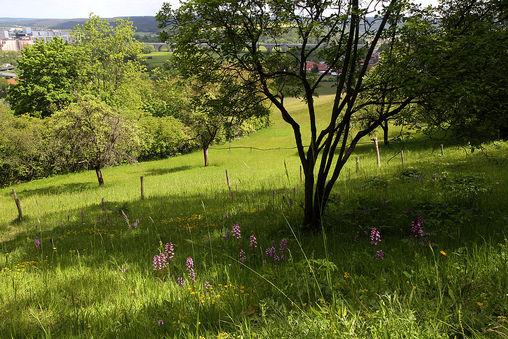 NSG 150, orchideenreicher Kalk-Halbtrockenrasen im Flächennaturdenkmal „Mönchsberg“ nordwestlich Jena-Göschwitz (kreisfreie Stadt Jena) und im NSG „Leutratal und Cospoth“, hier Aspekt mit Helm-Knabenkraut Orchis militaris und Bastard-Knabenkraut Orchis x hybrida (Kreuzung aus Purpur- und Helm-Knabenkraut). (Foto: Holm Wenzel, 30.05.2021)