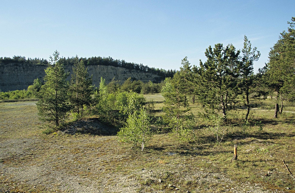 NSG 150, Abbausohle und Bruchwand des ehemaligen Kalksteinbruches am Mönchsberg nordwestlich Jena-Göschwitz (kreisfreie Stadt Jena) im NSG „Leutratal und Cospoth“ mit (orchideenreichen) Trespen-Schwingel-Kalk-Trockenrasen und Kalk-Pionierrasen. (Foto: Holm Wenzel, 30.04.2007)