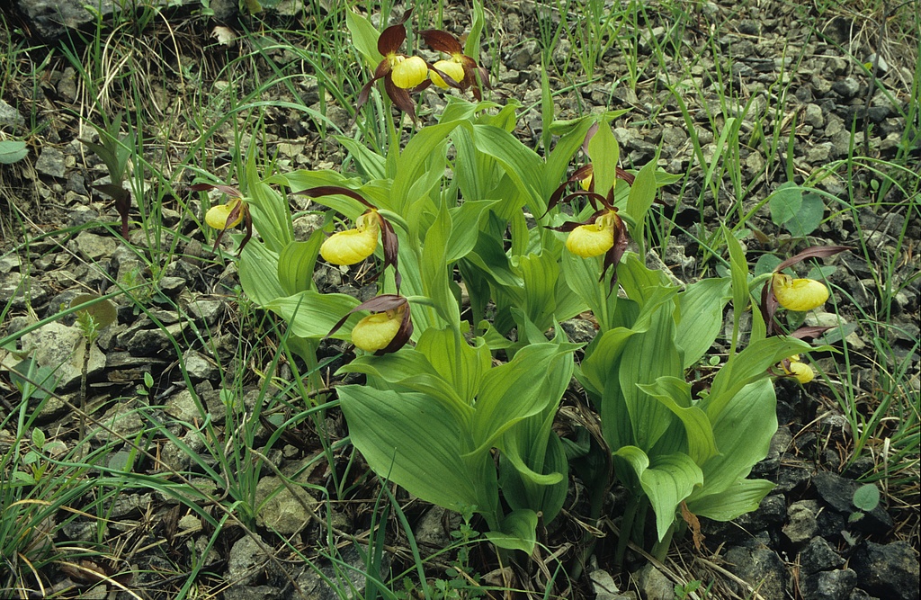NSG 150, Frauenschuh Cypripedium calceolus im Kleinertal östlich Nennsdorf (Saale-Holzland-Kreis) im NSG „Leutratal und Cospoth“. (Foto: Holm Wenzel, 16.05.2004)