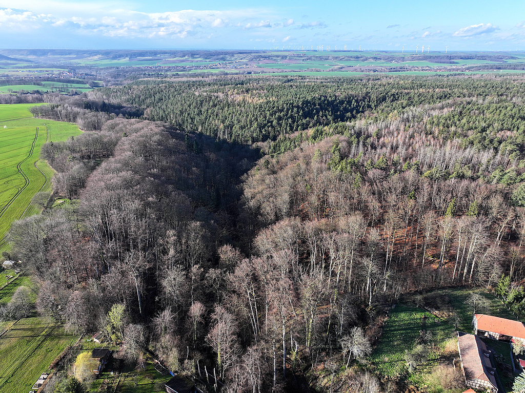 NSG 155, Blick von Süden, vom nordwestlichen Ortsrand von Waldeck, auf den Schloßgraben im Westen des NSG „Waldecker Schloßgrund“ (Saale-Holzland-Kreis). In der Bildmitte mündet von rechts der Schloßgrund (= Wolfsschlucht) ein, davor rechts: das Plateau des Brands. (Foto: Holm Wenzel 23.03.2024)