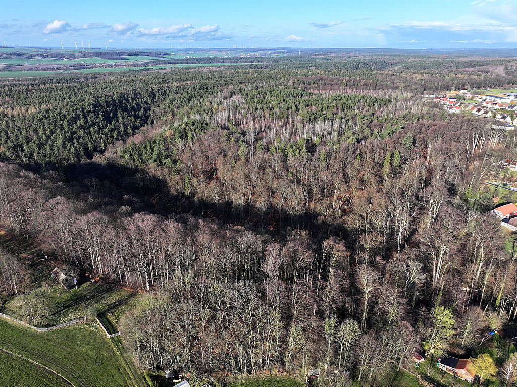 NSG 155, Blick von Südwesten auf fast das gesamte NSG „Waldecker Schloßgrund“ nördlich der Ortslage Waldeck (Saale-Holzland-Kreis) mit dem Schloßgraben (vorn), dem von rechts einmündenden Schloßgrund (= Wolfsschlucht), links dahinter dem Plateau des Hausberges und in der Bildmitte bis rechts mit dem Plateau des Brands. (Foto: Holm Wenzel 23.03.2024)