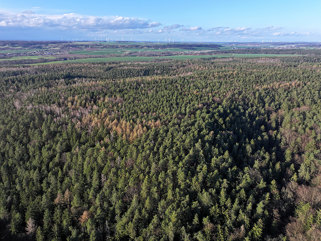 NSG 155, Blick von Süden auf den nördlichen Teil des NSG „Waldecker Schloßgrund“ (vordere Bildhälfte, Saale-Holzland-Kreis) im Bereich des Plateaus des Hausberges. Rechts: Unterer Teil des Schloßgrundes (= Wolfsschlucht). (Foto: Holm Wenzel 23.03.2024)