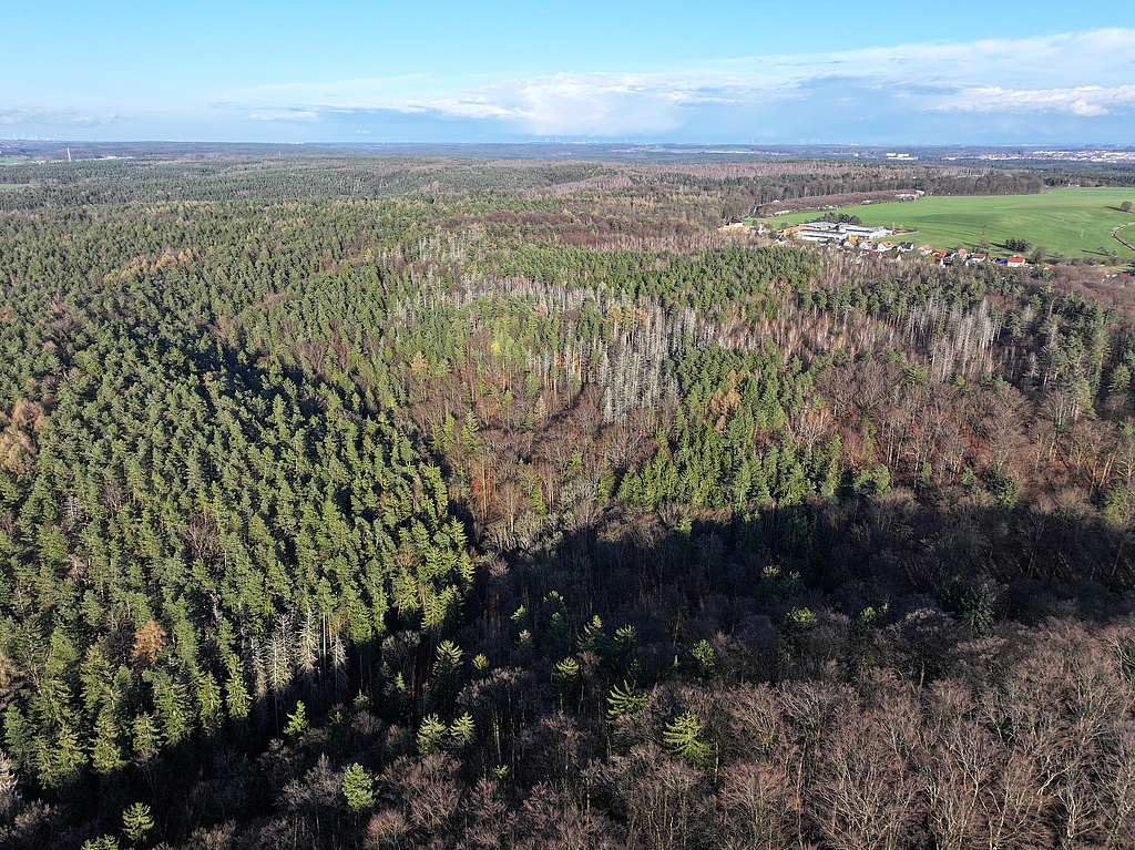 NSG 155, Blick von Westen auf die Einmündung des Schloßgrundes (= Wolfsschlucht, Bildmitte halblinks von oben kommend) in den Schloßgraben (vorn) und dahinter das Plateau des Brands bis zum nordöstlichen Ortsrand von Waldeck (Saale-Holzland-Kreis). (Foto: Holm Wenzel 23.03.2024)