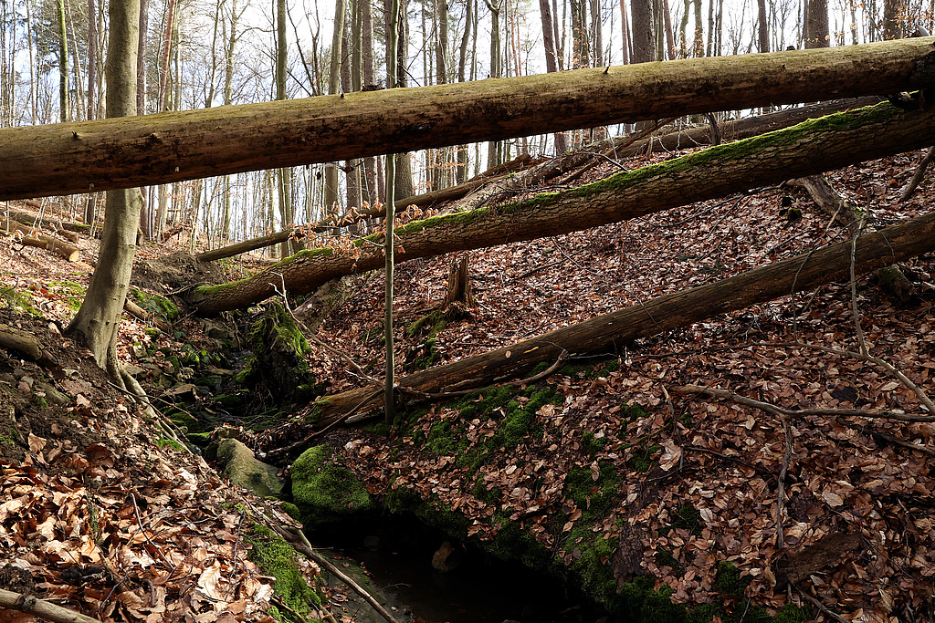 NSG 155, Schloßgrund (= Wolfsschlucht) mit aus der forstlichen Nutzung genommenem Mischwald v. a. aus Buche, Kiefer und Fichte im NSG „Waldecker Schloßgrund“ (Saale-Holzland-Kreis). (Foto: Holm Wenzel 23.03.2024)