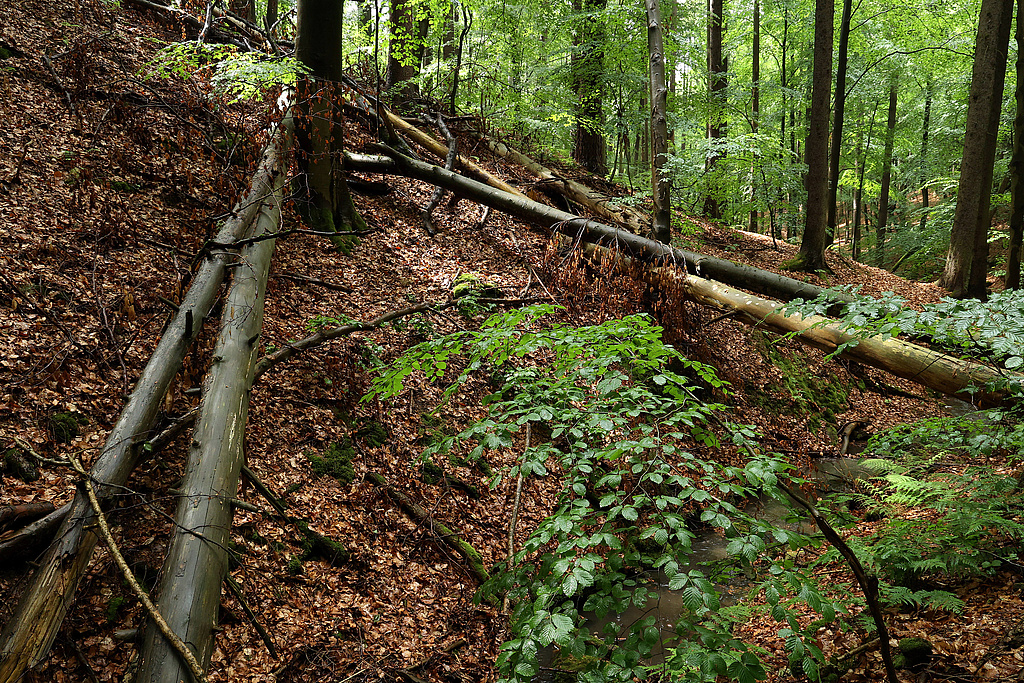 NSG 155, linke Seite des Schloßgrundes (= Wolfsschlucht) mit aus der forstlichen Nutzung genommenem Mischwald v. a. aus Buche, Kiefer und Fichte (Waldmeister-Buchenwald) im NSG „Waldecker Schloßgrund“ (Saale-Holzland-Kreis). (Foto: Holm Wenzel 19.05.2024)