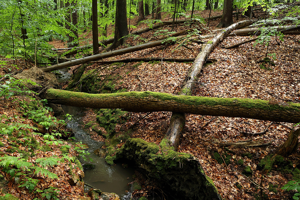 NSG 155, linke Seite des Schloßgrundes (= Wolfsschlucht) mit aus der forstlichen Nutzung genommenem Mischwald v. a. aus Buche, Kiefer und Fichte (Waldmeister-Buchenwald) im NSG „Waldecker Schloßgrund“ (Saale-Holzland-Kreis). (Foto: Holm Wenzel 19.05.2024)