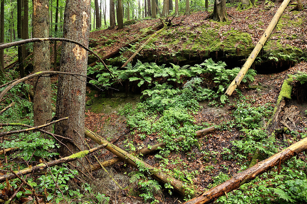 NSG 155, linke Seite des Schloßgrundes (= Wolfsschlucht) mit aus der forstlichen Nutzung genommenem Mischwald v. a. aus Buche, Kiefer und Fichte (Waldmeister-Buchenwald) und Sandstein-Schichten des Mittleren Buntsandsteins im NSG „Waldecker Schloßgrund“ (Saale-Holzland-Kreis). (Foto: Holm Wenzel 19.05.2024)