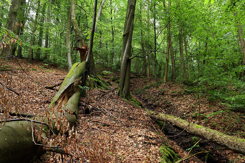 NSG 155, linke Seite des Schloßgrundes (= Wolfsschlucht) mit aus der forstlichen Nutzung genommenem, hier von Buchen dominiertem Mischwald (Waldmeister-Buchenwald) im NSG „Waldecker Schloßgrund“ (Saale-Holzland-Kreis). (Foto: Holm Wenzel 19.05.2024)