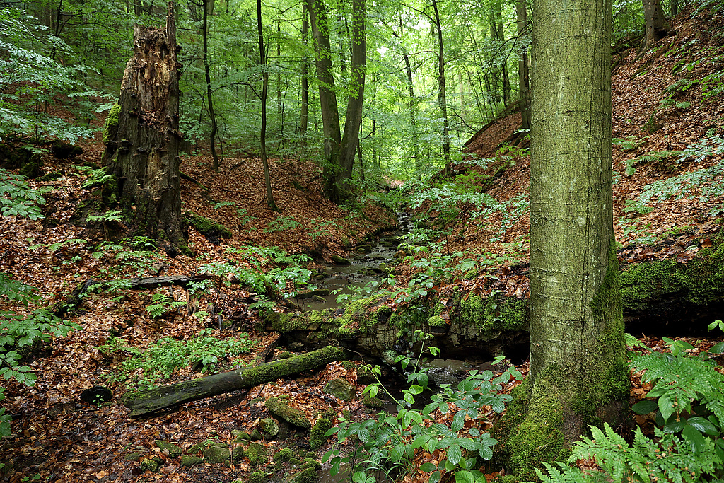 NSG 155, Schloßgraben vor der Einmündung des Schloßgrundes mit aus der forstlichen Nutzung genommenem Waldmeister-Buchenwald im NSG „Waldecker Schloßgrund“ (Saale-Holzland-Kreis). (Foto: Holm Wenzel 19.05.2024)