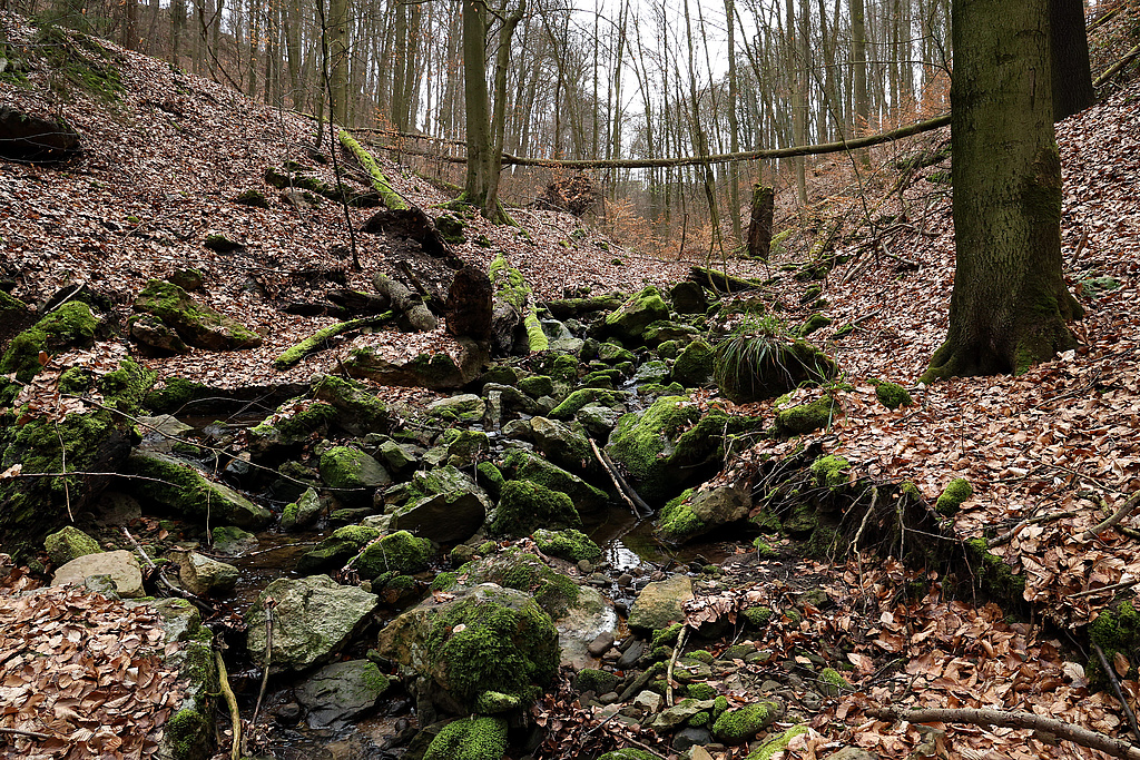 NSG 155, Schloßgraben vor der Einmündung des Schloßgrundes mit aus der forstlichen Nutzung genommenem Waldmeister-Buchenwald im NSG „Waldecker Schloßgrund“ (Saale-Holzland-Kreis). (Foto: Holm Wenzel 23.03.2024)