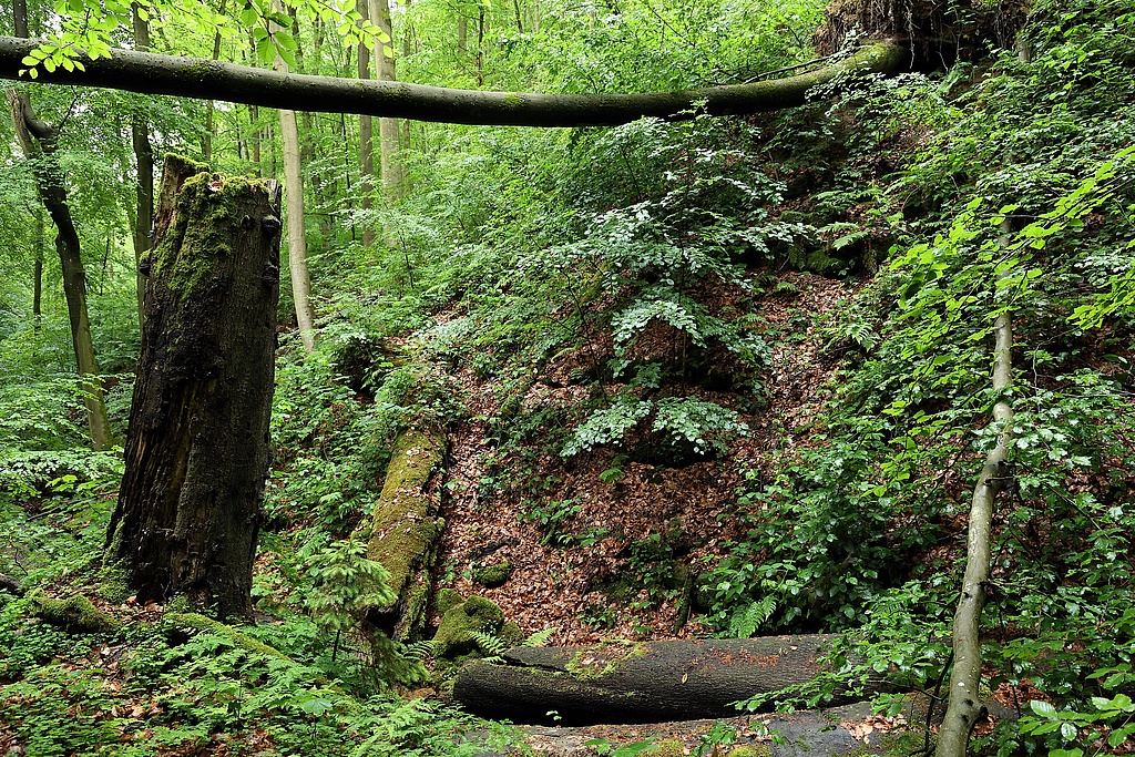 NSG 155, Schloßgraben vor der Einmündung des Schloßgrundes mit aus der forstlichen Nutzung genommenem Waldmeister-Buchenwald im NSG „Waldecker Schloßgrund“ (Saale-Holzland-Kreis). (Foto: Holm Wenzel 19.05.2024)