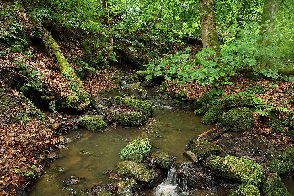 NSG 155, Schloßgraben vor der Einmündung des Schloßgrundes mit aus der forstlichen Nutzung genommenem Waldmeister-Buchenwald im NSG „Waldecker Schloßgrund“ (Saale-Holzland-Kreis). (Foto: Holm Wenzel 19.05.2024)