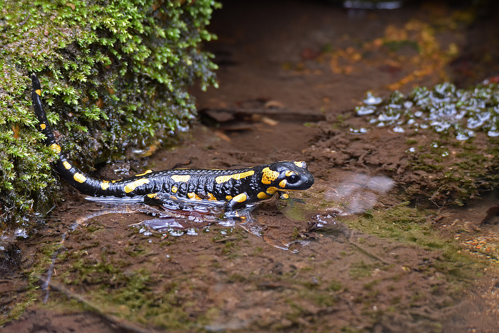 NSG 155, Feuersalamander Salamandra salamandra im NSG „Waldecker Schloßgrund“ (Saale-Holzland-Kreis). (Foto: Andreas Lux 08.04.2017)